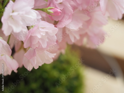 苔玉　桜の花