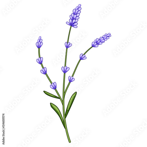 pot lavender cartoon vector illustration