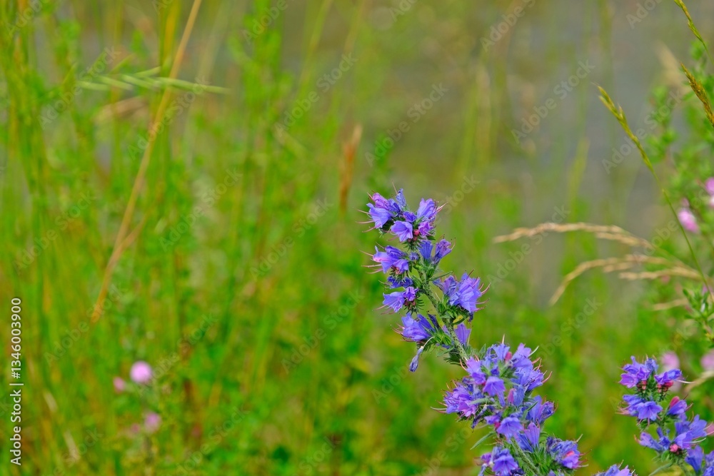 Beautiful Echium vulgare also known as viper's bugloss and blueweed in the alpine meadow.