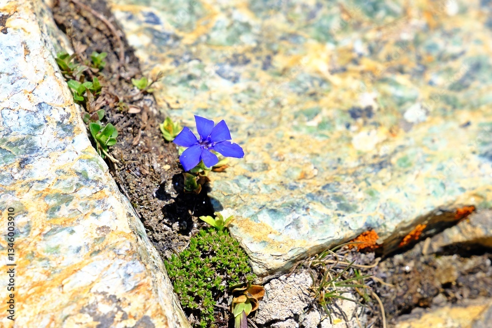Beautiful blooming of Spring gentian (Gentiana verna ) blue flower in the alpine hiking path.