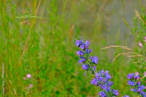 Obraz na płótnie Beautiful Echium vulgare also known as viper's bugloss and blueweed in the alpine meadow. w salonie