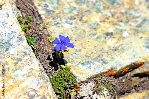 Obraz na płótnie Beautiful blooming of Spring gentian (Gentiana verna ) blue flower in the alpine hiking path. w salonie