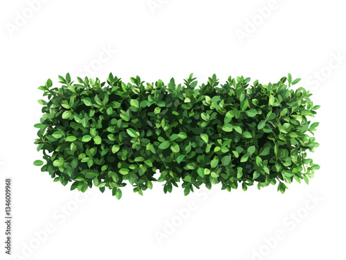 A vector illustration of a rectangular hedge viewed from above, isolated on a transparent background, ideal for landscaping, gardening, and nature-related designs.