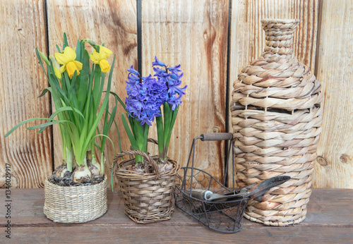 flower potted narcissus and hyacinth with a vase  and gardening tools on a ta...