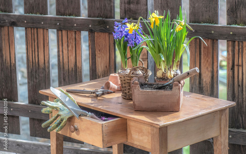 flowers potted daffodils and hyacinth with gardening tools on a wooden table ...