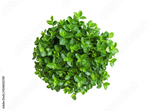 Vector top-down view of a lush, green shrub with dense, vibrant leaves isolated. The plant appears fresh and healthy, making it ideal for botanical, eco-friendly, nature, and gardening