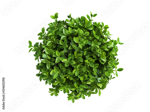 Vector top-down view of a lush, green shrub with dense, vibrant leaves isolated. The plant appears fresh and healthy, making it ideal for botanical, eco-friendly, nature and gardening