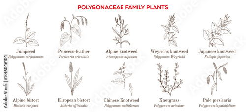 Collection of polygonaceae family plants. Hand drawn botanical vector illustration