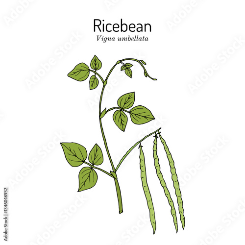 Rice bean or ricebean (Vigna umbellata), edible and medicinal plant. Hand drawn botanical vector illustration
