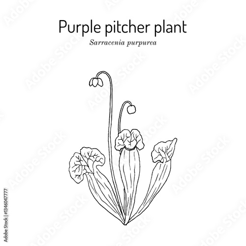 Purple pitcher plant, or turtle socks (Sarracenia purpurea), medicinal carnivorous plant. Hand drawn botanical vector illustration