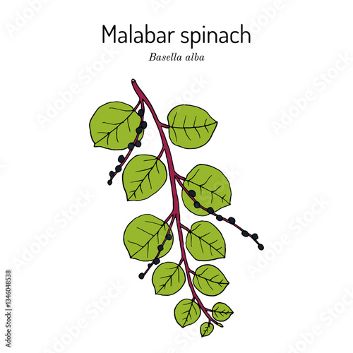 Malabar spinach (Basella alba), edible and medicinal plant. Hand drawn botanical vector illustration