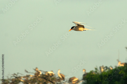 Graceful tern gliding in flight.