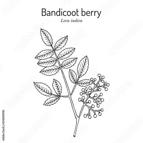 Bandicoot berry (Leea indica), medicinal plant. Hand drawn botanical vector illustration