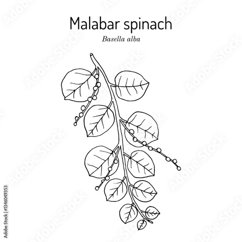 Malabar spinach (Basella alba), edible and medicinal plant. Hand drawn botanical vector illustration