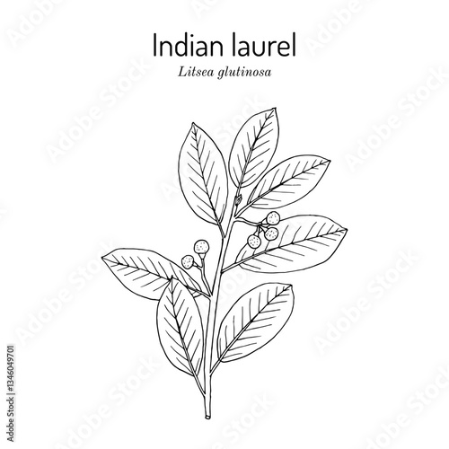 Indian Laurel (Litsea glutinosa), medicinal plant. Hand drawn botanical vector illustration