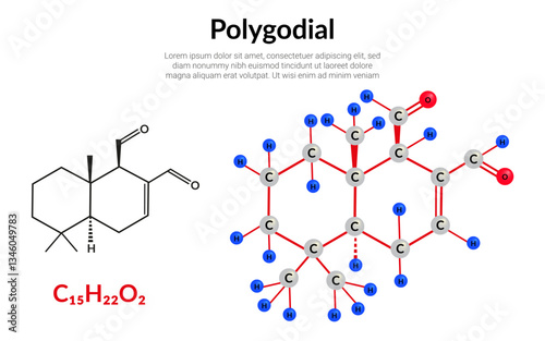 Polygodial chemical compound found in mountain pepper, molecular structural chemical formula, ball-and-stick model, suitable for education or chemistry science content. Vector illustration