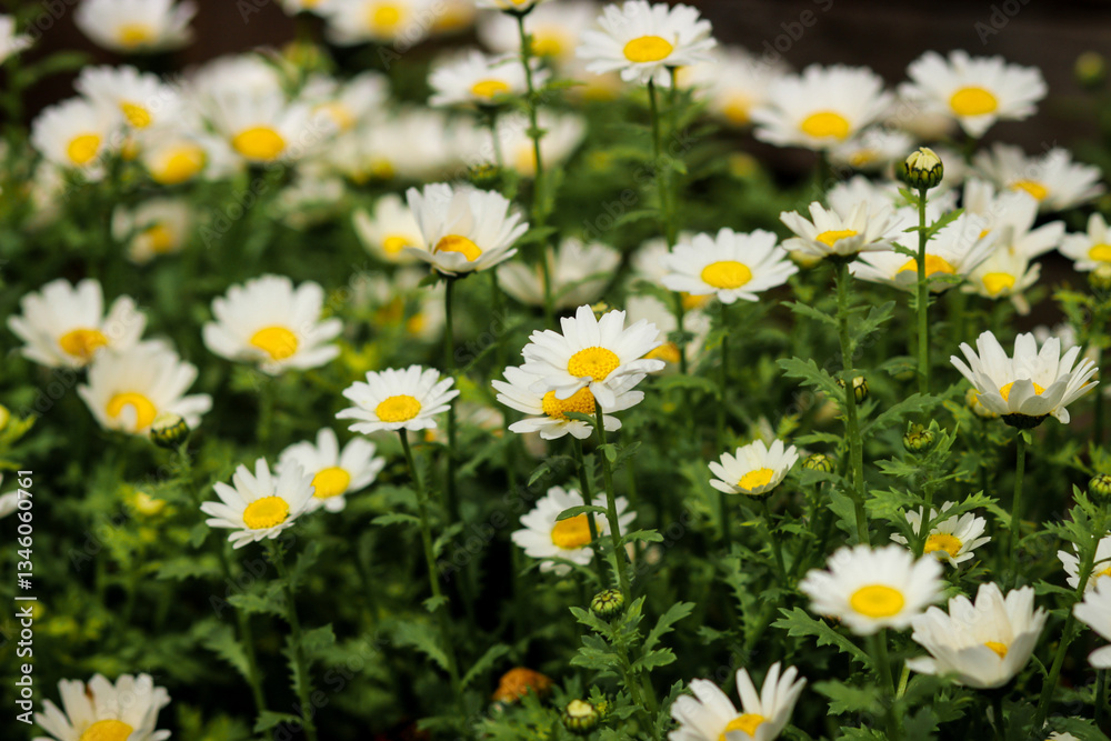field of daisies field of daisies