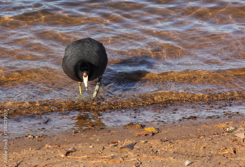 American Coot at Lake Tyler Marina near Whitehouse TX