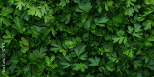 A lush green plant with many leaves. The plant is full and healthy