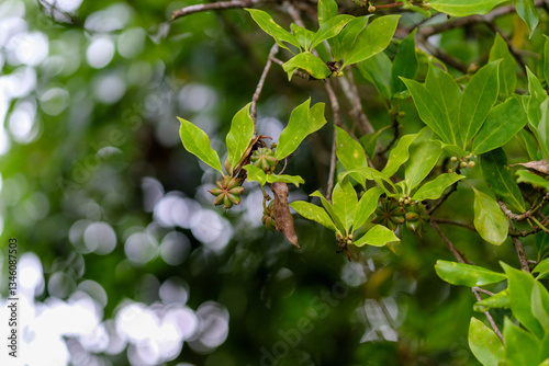 Star anise tree fruits and leaves