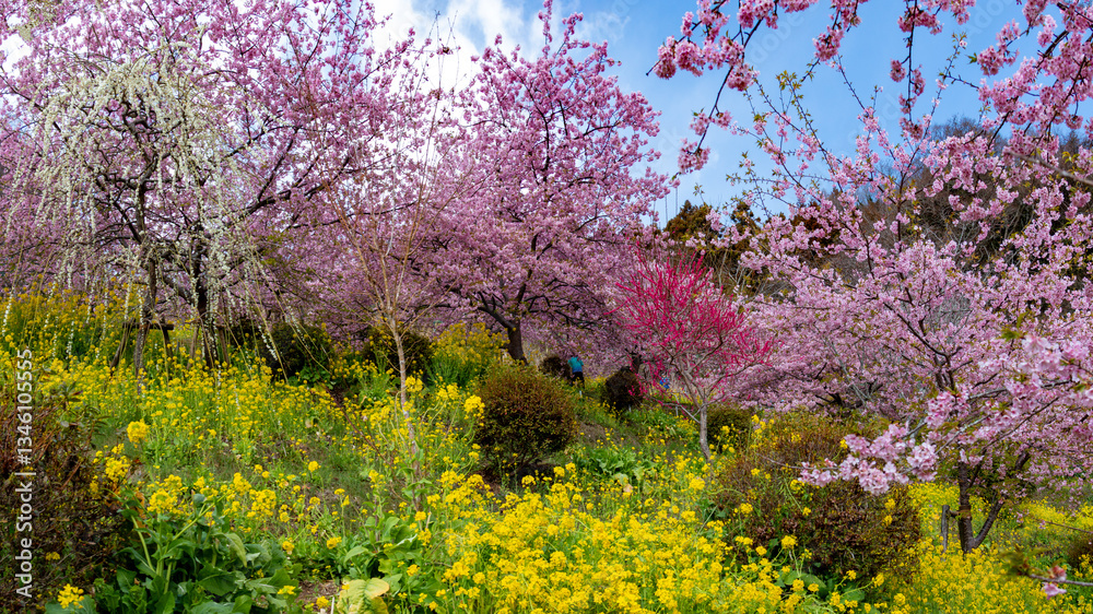 Fototapeta premium まつだの春 河津桜と菜の花のコラボ 西平畑公園 足柄上郡 神奈川県 日本
