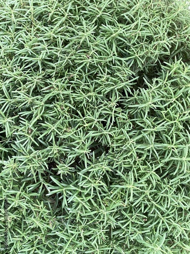 A dense carpet of vibrant green leaves,