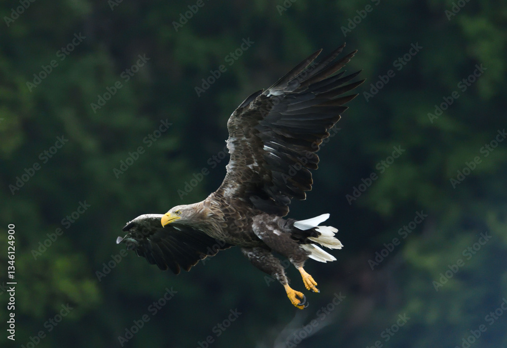 Fototapeta premium Seeadler