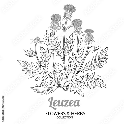 Leuzea Plant with Flowers and Leaves Outline Illustration. Essential oil ingredient for cosmetics, spa, aromatherapy, health care, alternative medicine.