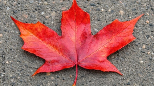 Vibrant Red Maple Leaf on Textured Gray Surface in Autumn Season