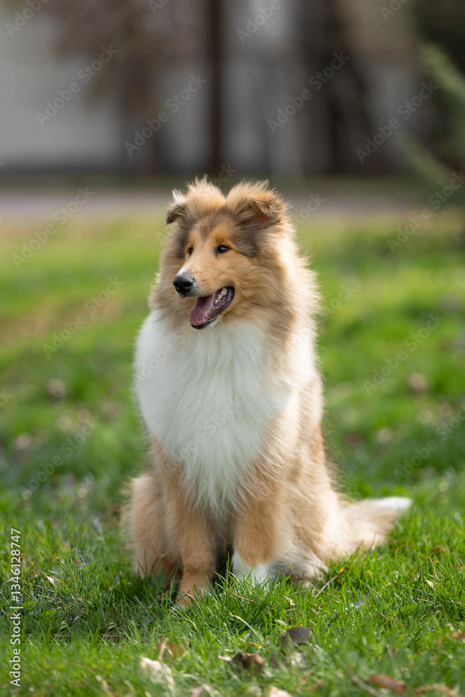 A fluffy Rough Collie with a golden-white coat sits on a green field, gazing happily to the side with its mouth open and ears perked up. A fluffy Rough Collie with a golden-white coat sits on a green field, gazing happily to the side with its mouth open and ears perked up.