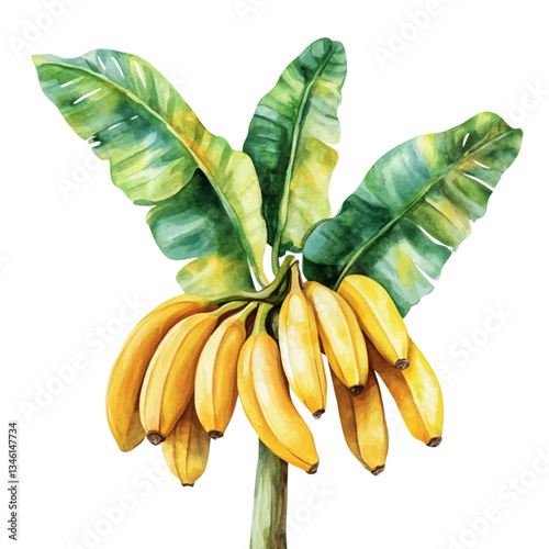 
Watercolor banana tree with bananas on a white background