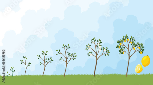 Life cycle of lemon tree. Stages of growth from seed and sprout to adult plant with fruits