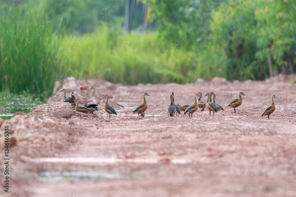 Lesser Whistling Duck