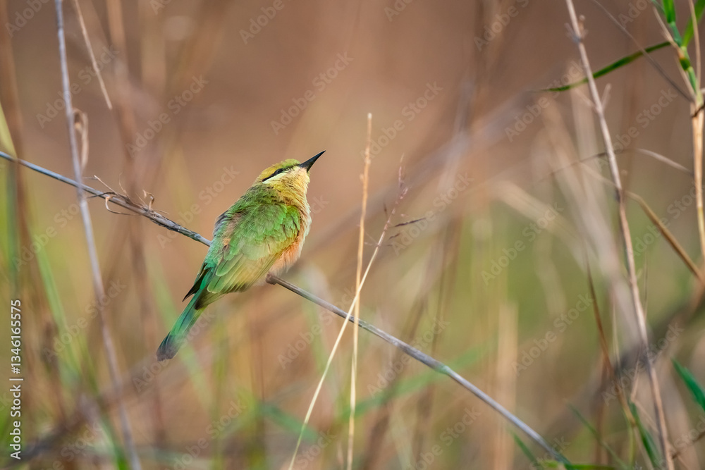 Green Bee-Eater, Little Green bee-eater, Merops Orientalis