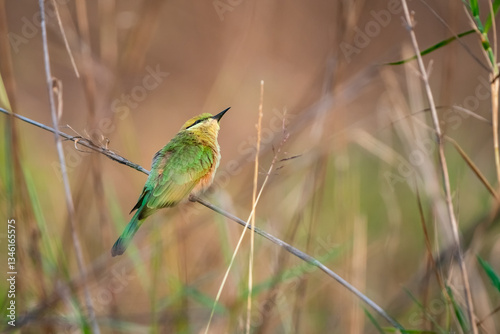 Obraz na płótnie Green Bee-Eater, Little Green bee-eater, Merops Orientalis w salonie