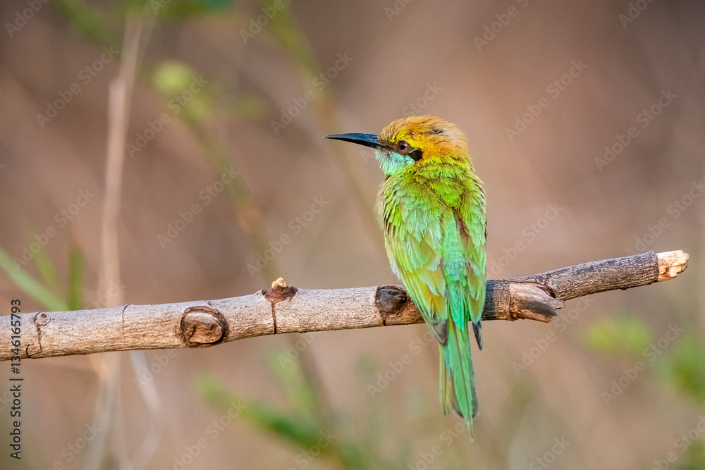 Green Bee-Eater, Little Green bee-eater, Merops Orientalis
