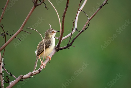 Obraz na płótnie Prinia inornata w salonie