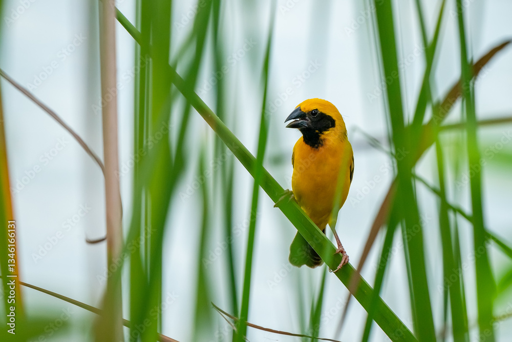 Asian Golden Weaver