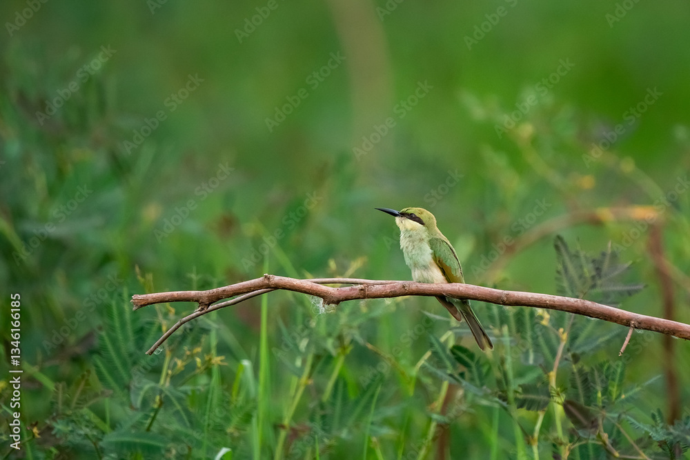 Green Bee-Eater, Little Green bee-eater, Merops Orientalis