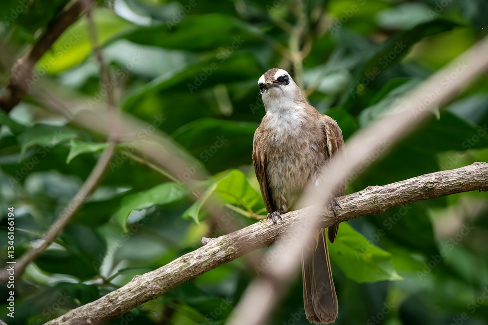 Yellow-vented Bulbul, Pycnonotus goiavier