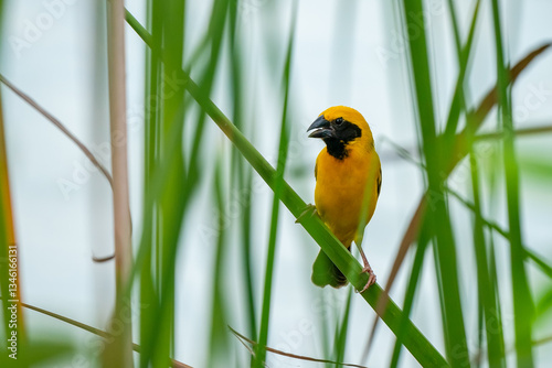 Obraz na płótnie Asian Golden Weaver w salonie