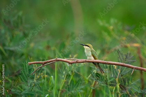 Obraz na płótnie Green Bee-Eater, Little Green bee-eater, Merops Orientalis w salonie