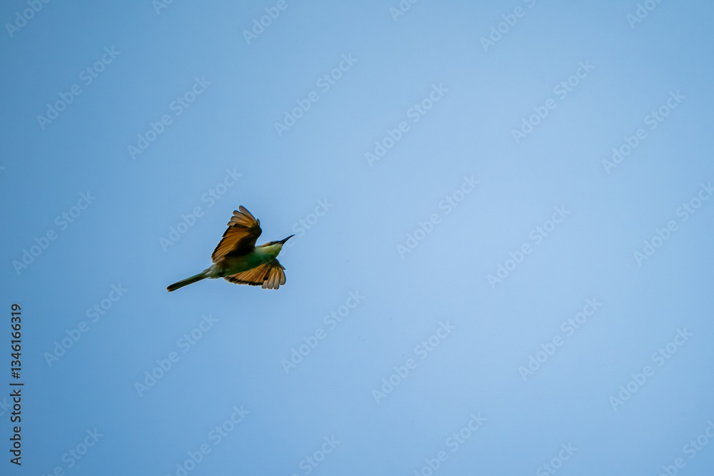 Green Bee-Eater, Little Green bee-eater, Merops Orientalis