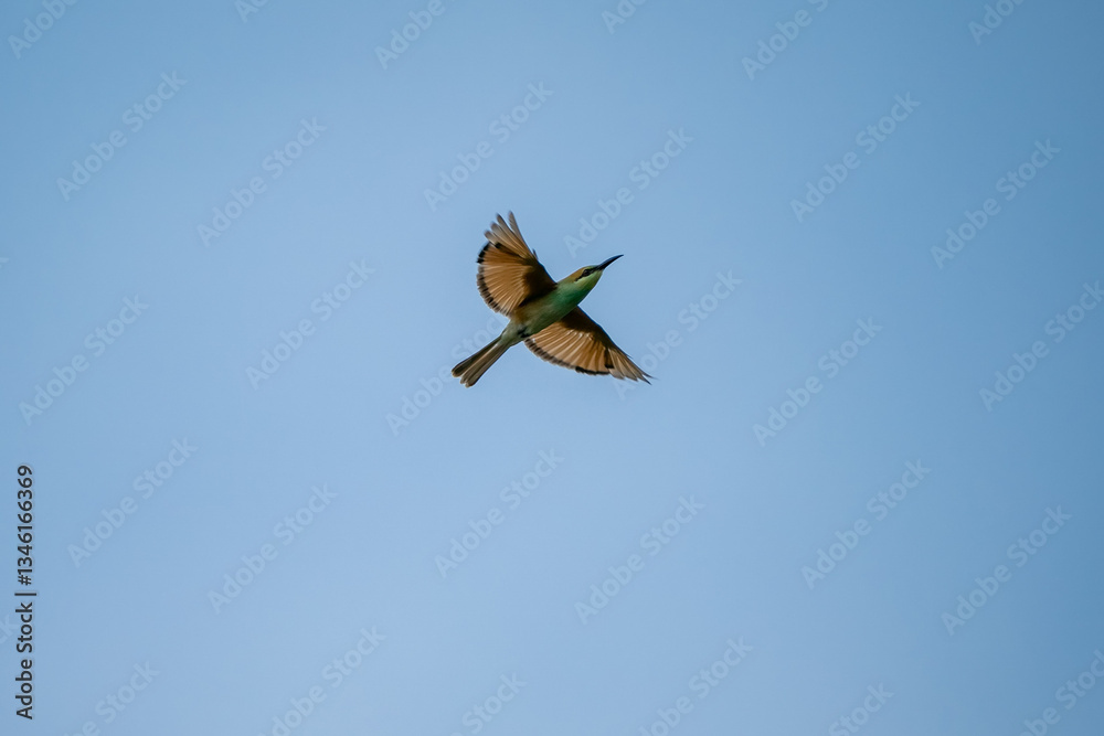 Green Bee-Eater, Little Green bee-eater, Merops Orientalis