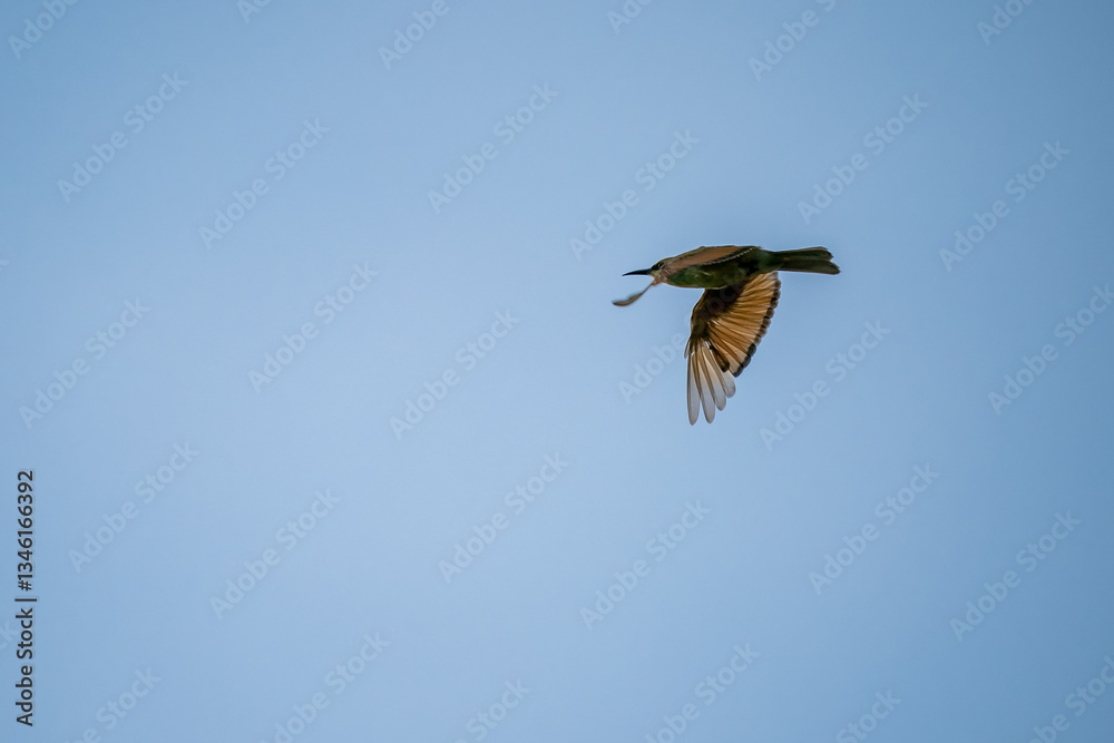 Green Bee-Eater, Little Green bee-eater, Merops Orientalis