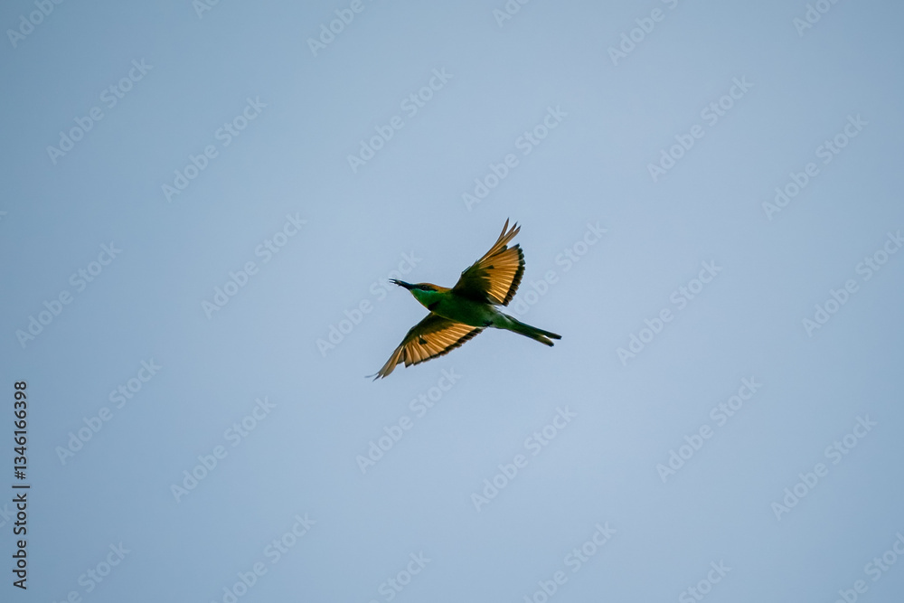 Green Bee-Eater, Little Green bee-eater, Merops Orientalis