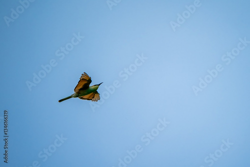 Obraz na płótnie Green Bee-Eater, Little Green bee-eater, Merops Orientalis w salonie
