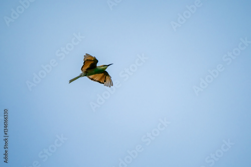 Obraz na płótnie Green Bee-Eater, Little Green bee-eater, Merops Orientalis w salonie