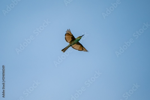 Green Bee-Eater, Little Green bee-eater, Merops Orientalis