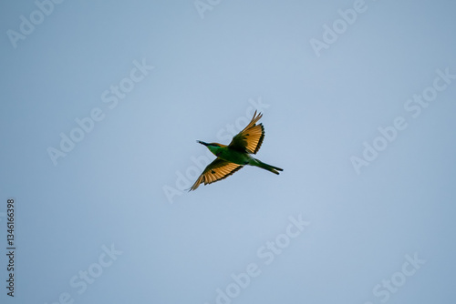 Obraz na płótnie Green Bee-Eater, Little Green bee-eater, Merops Orientalis w salonie